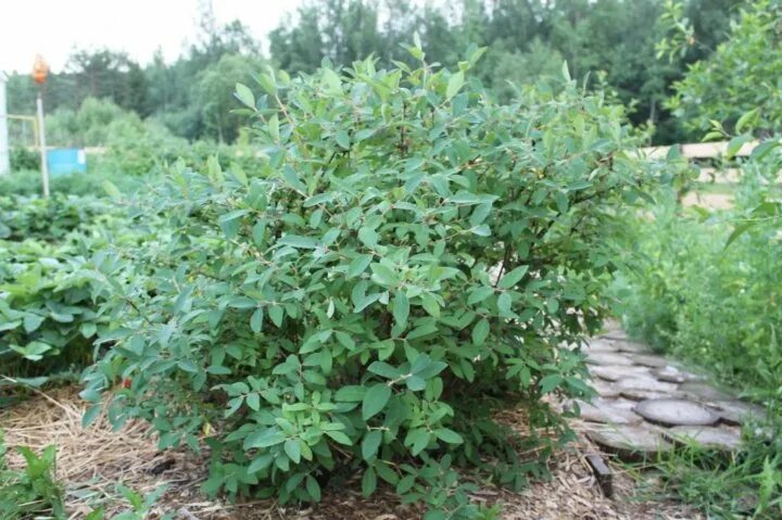 Посадка жимолости фото САЖЕНЦЫ (ежевика,жимолость,примула,морозник) - купить в Ставрополе, цена 1 руб.,