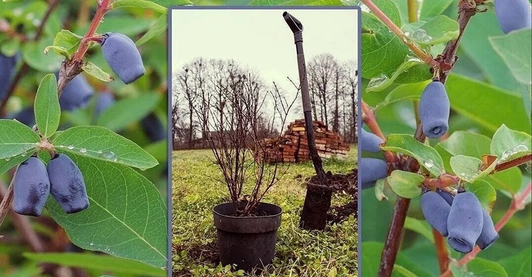 Посадка жимолости фото Тонкости посадки жимолости Эффективно и просто - комнатные растения, сад и огоро