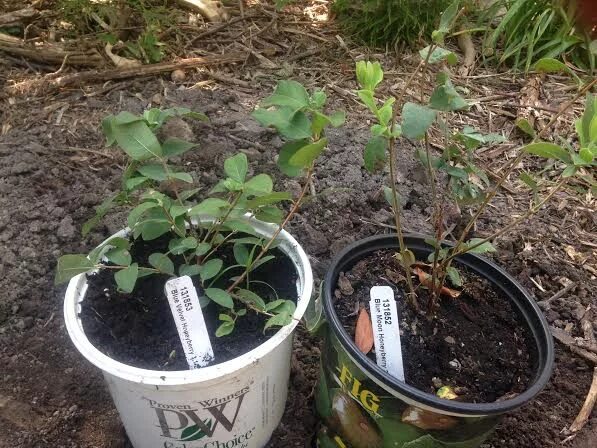 Посадка жимолости фото Planting Honeyberry (forest garden forum at permies)