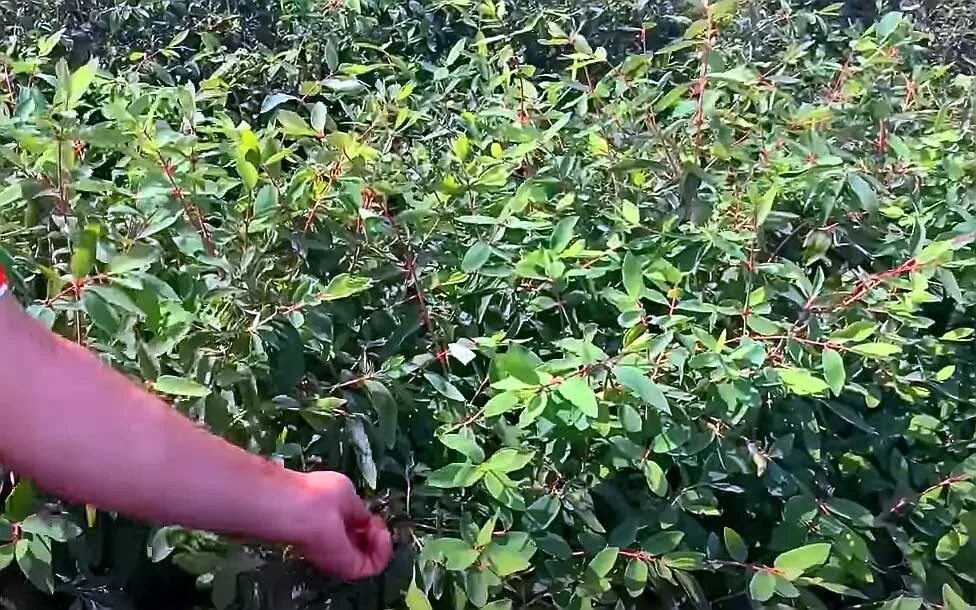 Посадка жимолости фото Cultivation of honeysuckle on a farm scale - top dressing and propagation A site