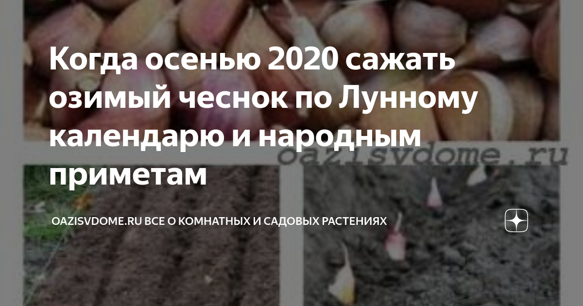 Посадка зимнего чеснока по лунному календарю 2024 Когда убирать озимый чеснок на среднем урале