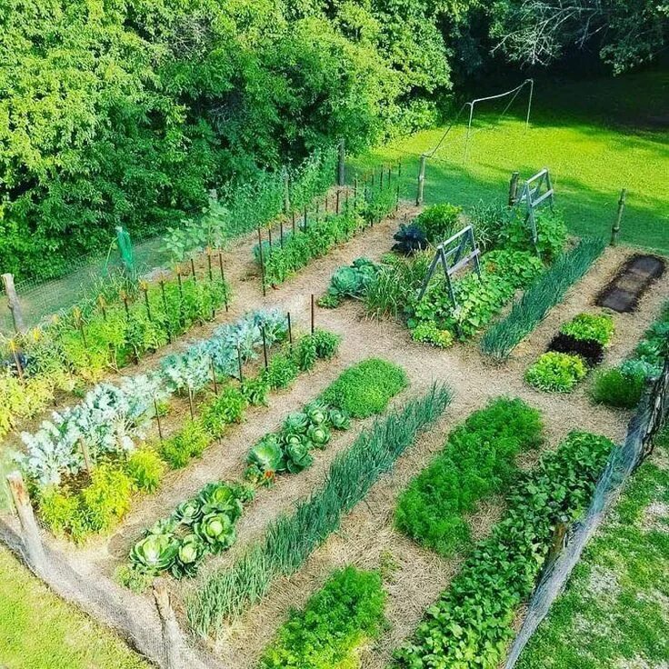 Посадки на дачном участке фото 100 top idées pour faire un jardin potager Design de jardin potager, Jardin pota