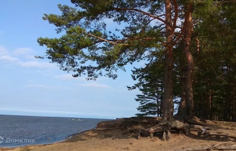 Поселок лебяжье ленинградской области фото Купить Участок в Деревне в посёлке Борки (посёлок городского типа Лебяжье) - пре