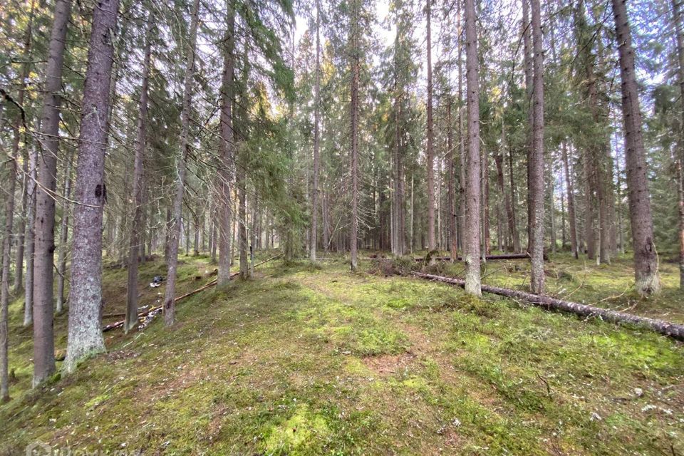 Поселок ленинское ленинградской области фото Пос ленинское ленинградская обл