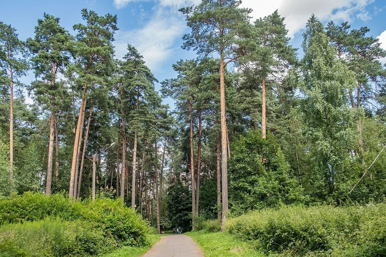 Поселок мачулище фото Файл:Sakaliny local biological reserve p05.jpg - Википедия