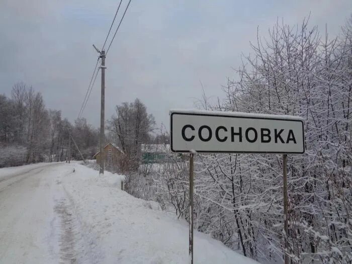 Поселок сосновка фото Сосновкой меньше. Большая пятёрка: в Калининградской области стало меньше Соснов