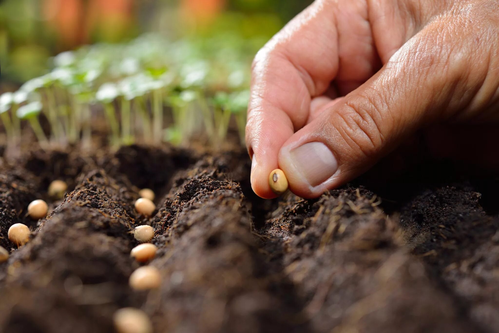 Посев семян фото How To Plant Grass Seed In Colorado Storables