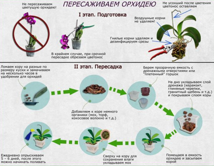 Пошаговая пересадка орхидеи в домашних условиях фото Как правильно пересадить орхидею в домашних условиях Цветница Дзен