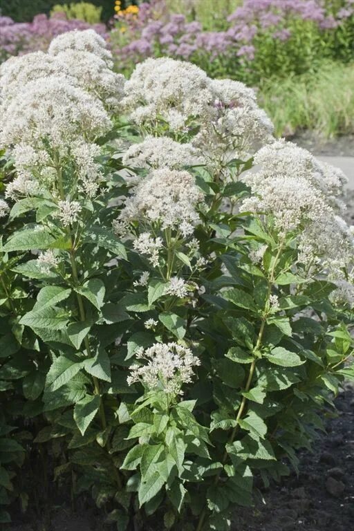 Посконник фото и описание кустарника купить Посконник Сноубол (Eupatorium Snowball) купить в спб лисий нос Беговая Приморски