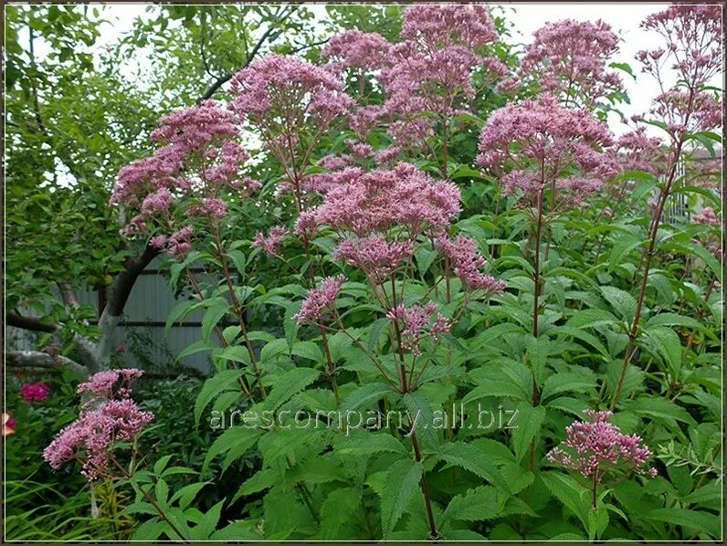 Посконник фото и описание посадка Посконник Пятнистый Eupatorium maculatum Phantom рост 60 - 80 в Киеве (Озеленени