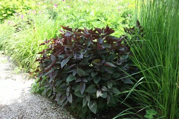 Посконник морщинистый шоколад описание и фото Ageratina altissima 'Chocolate' - white snakeroot ( syn. Eupatorium Chocolate ) 