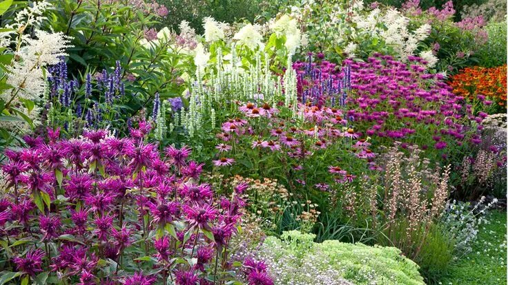 Sweet Joe Pye Weed Stock Video Footage - 4K and HD Video Clips Shutterstock