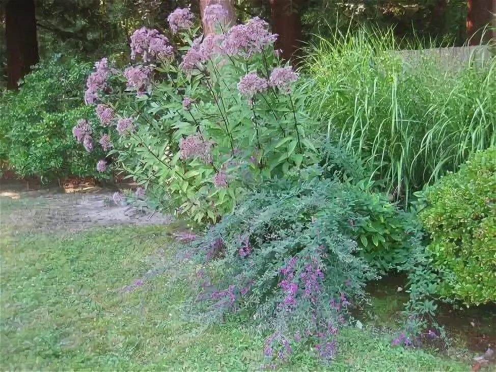 Посконник с чем сочетается на клумбе фото espdeza acutifolia * Bush Clover/Hagi - the purple plant in foreground, falling 