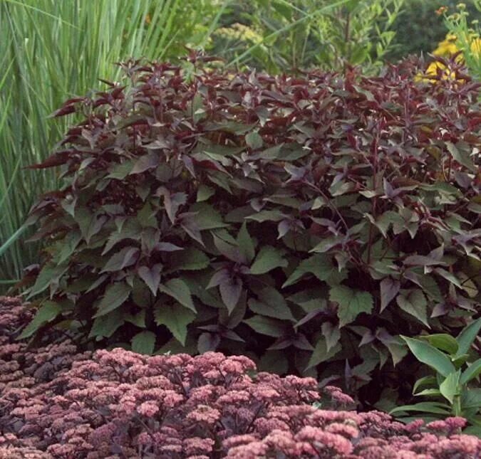 Посконник шоколад фото Посконник (Eupatorium) Шоколад (rugosum), I Различные многолетники. Декоративноц