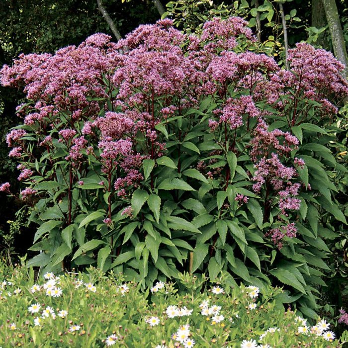 Посконник шоколад фото и описание Посконник Eupatorium hibrida "Baby Joe" : С2/3 Сибирские газоны - Сибирские газо