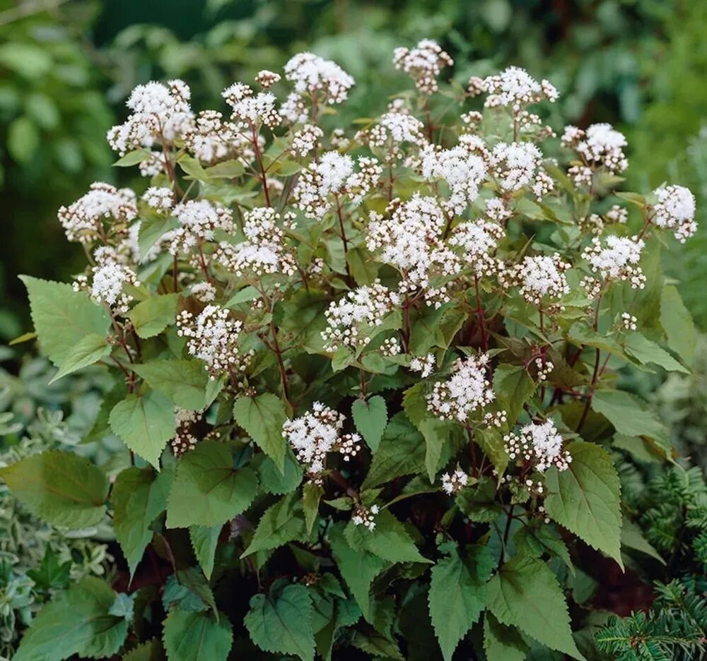 Посконник шоколад фото и описание кустарника Саженцы посконник Агродекор Chocolate AGRO4508 1 шт. - отзывы покупателей на Мег