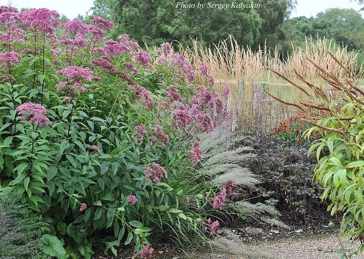 Посконник в ландшафтном дизайне Сочетания злаков и многолетников in 2024 Natural garden, Garden design, Garden