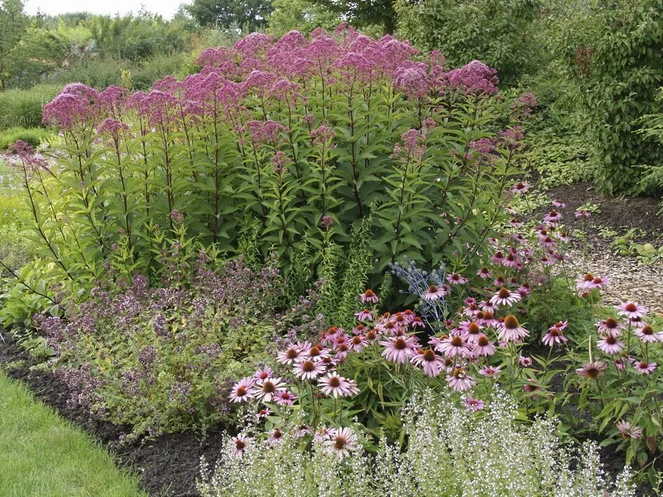 Посконник в ландшафтном дизайне фото eupatorium fistulosum - sadziec motyle późny sierpień Цветники