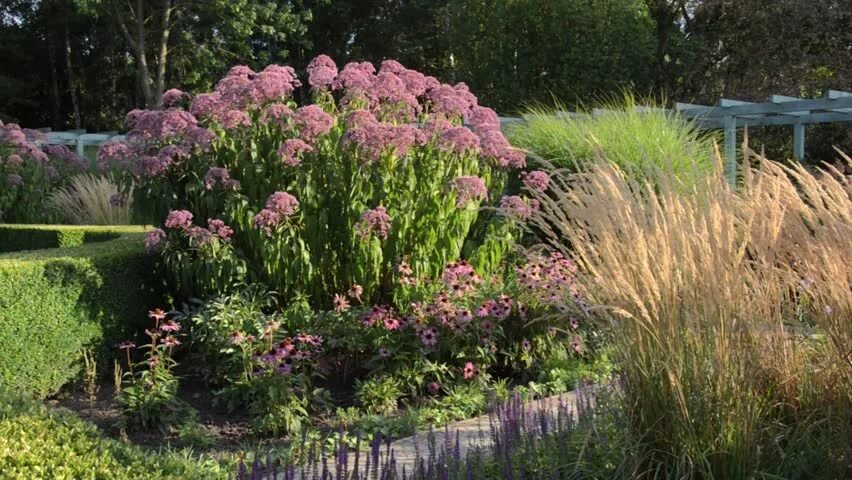 Посконник в ландшафтном дизайне фото Sweet Joe Pye Weed Stock Video Footage - 4K and HD Video Clips Shutterstock