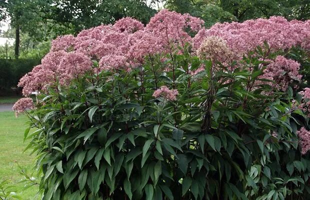 Посконник виды фото Bild von Eupatorium purpureum - Purpur-Wasserdost, Wasserhanf Hinterhof pflanzen