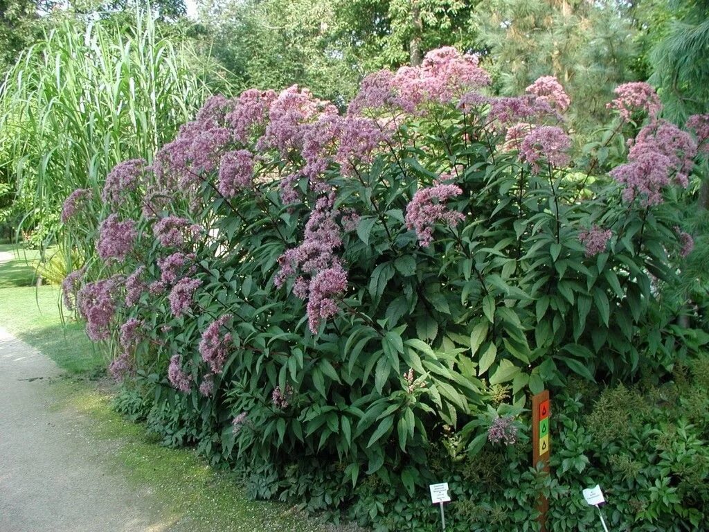 Посконник виды фото Посконник пятнистый ( Eupatorium maculatum) 'Atropurpureum' Экосад, Растения, Са