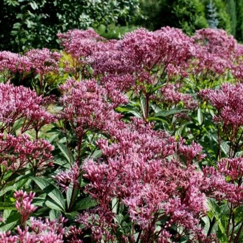 Посконник виды и сорта фото Купить Посконник пятнистый "Атропурпуреум" (Eupatorium maculatum ' Atropurpureum