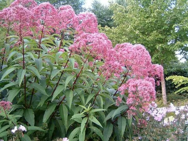 Посконник виды и сорта фото Посконник пятнистый Атропурпуреум (Eupatorium maculatum Atropurpureum) купить в 