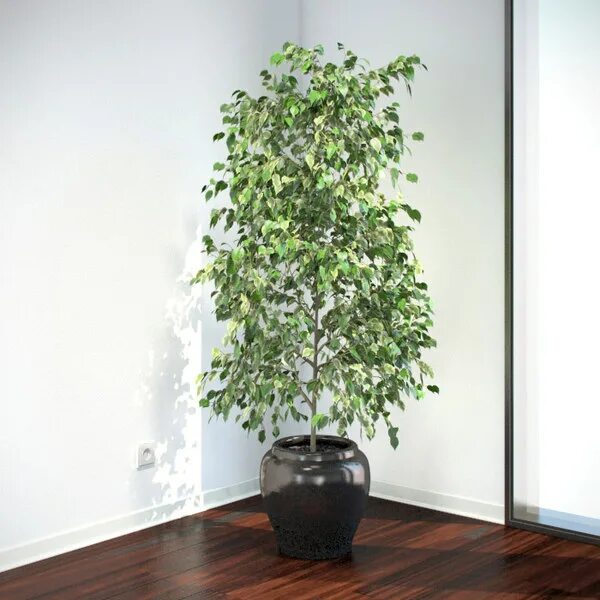 После фото комнатный plant ficus benjamina max