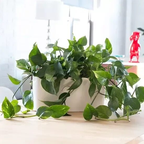 После фото комнатный Everything About Growing Pothos Indoors (Pothos Care Tips in Home)