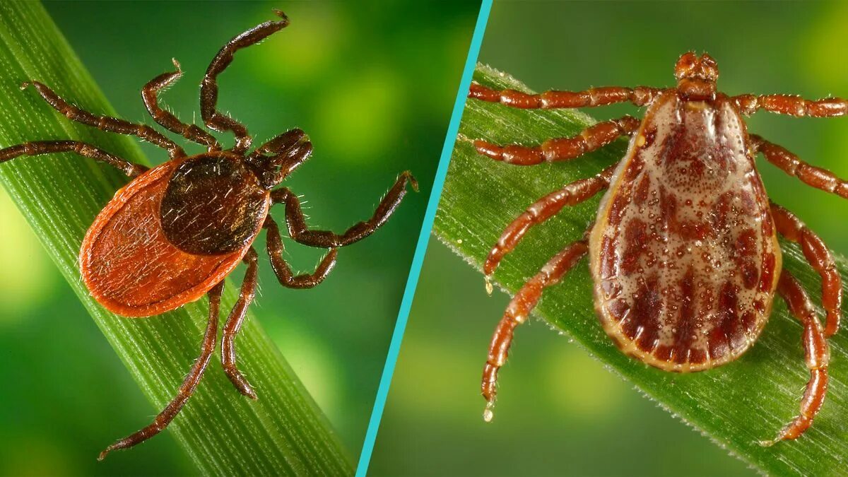 После укуса клеща красное пятно фото Deer Tick vs. Wood Tick - How to Identify and Tell the Difference