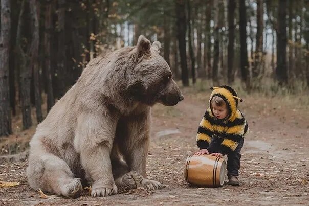 Последнее фото фотографа с медведем В меню мёд от пчёлки. 2022 Медведи ВКонтакте