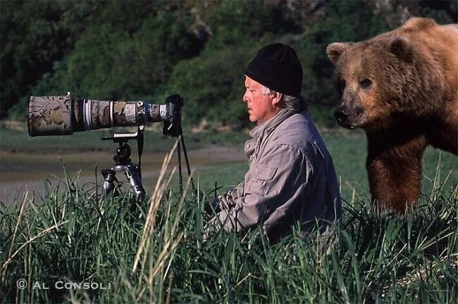 Последнее фото фотографа с медведем 19 фотографов дикой природы, которые в своей работе идут до конца