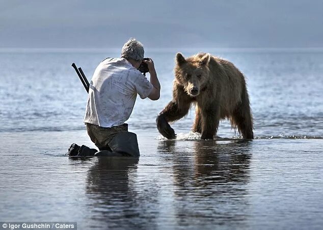 Последнее фото фотографа с медведем Fearless photographer's amazing close-up image of a bear in the wild Daily Mail 