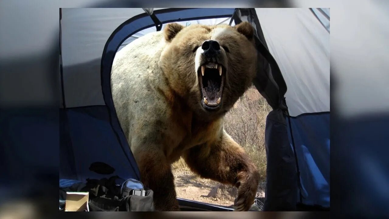 Последнее фото фотографа с медведем Дикий медведь подошел к туристам сделать селфи - YouTube