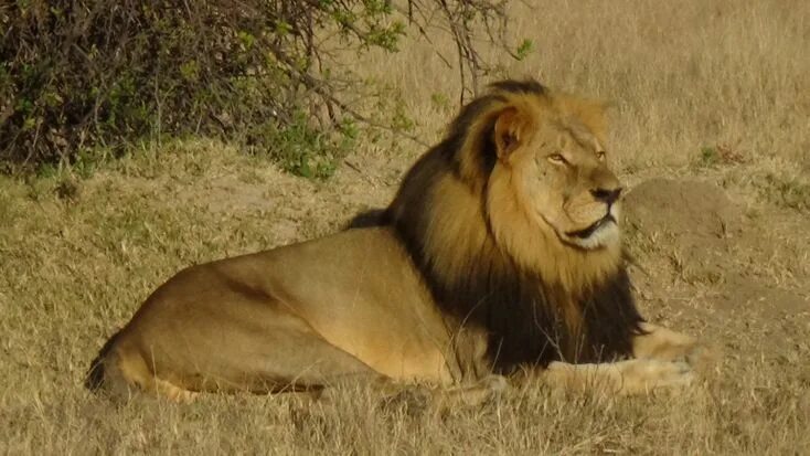 Последнее фото льва American Man Wanted in Killing of Cecil the Lion: Zimbabwean Officials Lion, Bea