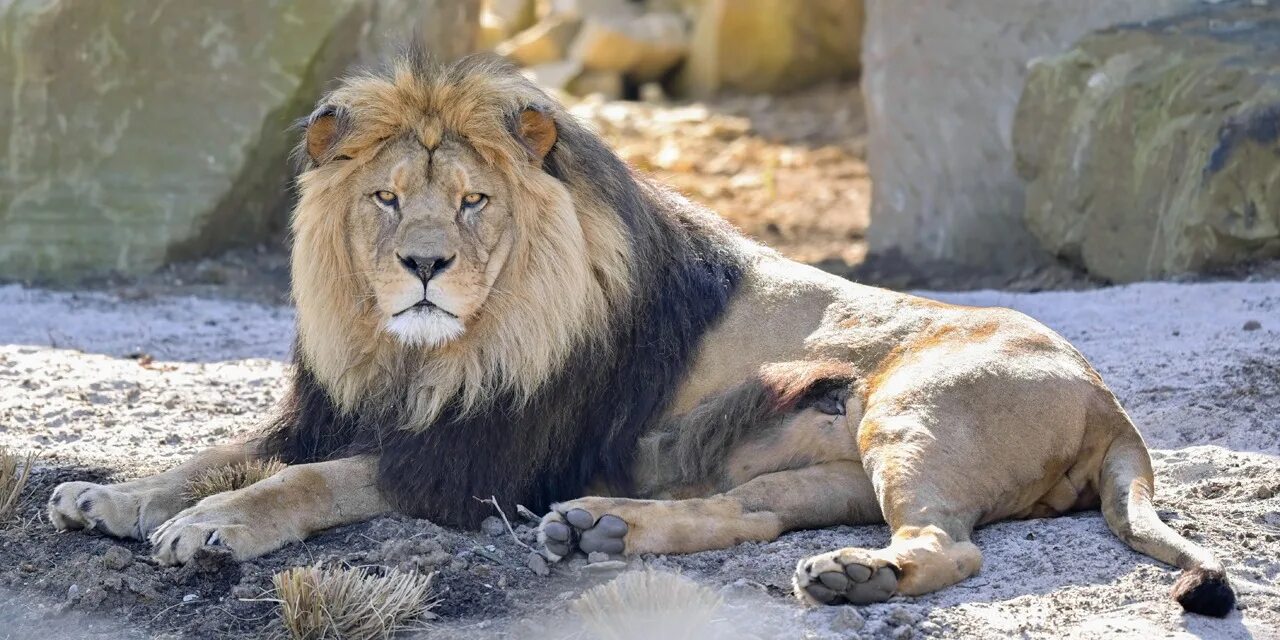 Последнее фото льва 340 kg of lions' bones seized in South Africa - Teller Report