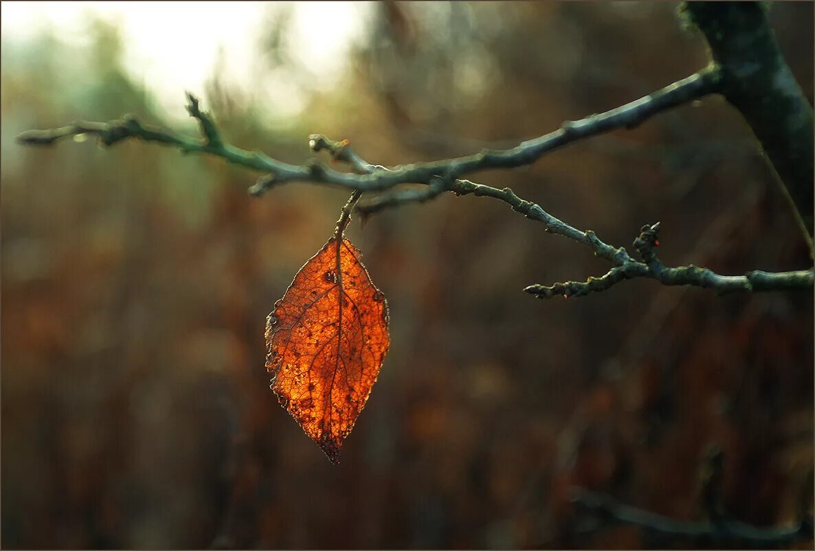 Последний лист фото Ноябрьские мотивы (Светлана Куликова 59) / Стихи.ру