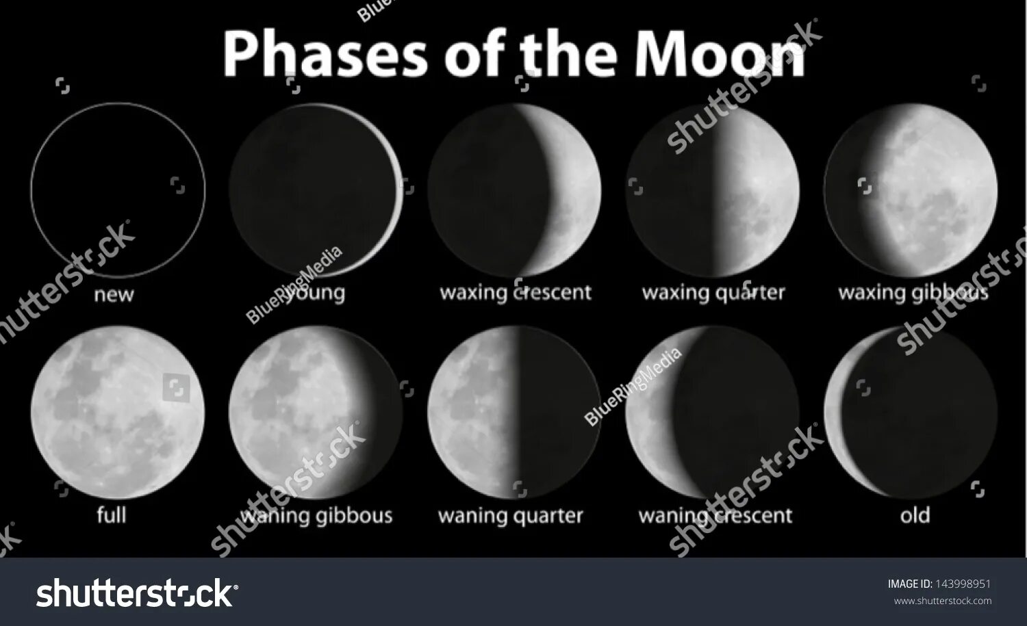 Последняя четверть луны фото 29 546 рез. по запросу "Phases moon illustration" - изображения, стоковые фотогр