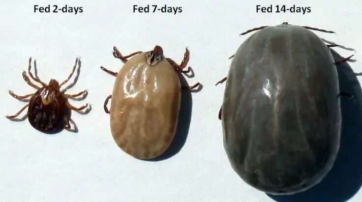 Последствия клеща фото Facts About Ticks: Everything You Need to Know for a Tick-Less Life - Pest Hacks