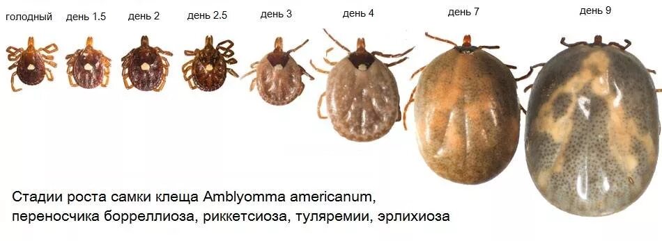Последствия клеща фото Самарская городская клиническая больница № 8 Новости - Клещ. Что нужно знать о н
