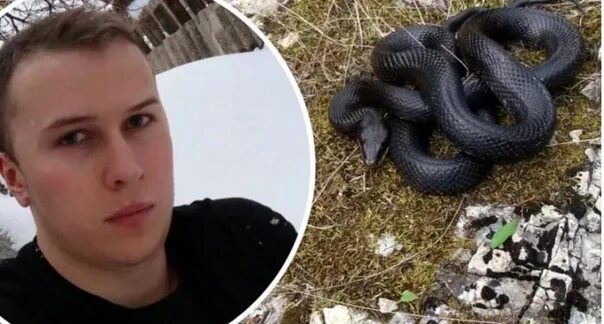 Последствия укуса гадюки фото What happens to the penis after a snake bite? On the beaches and in the forest o