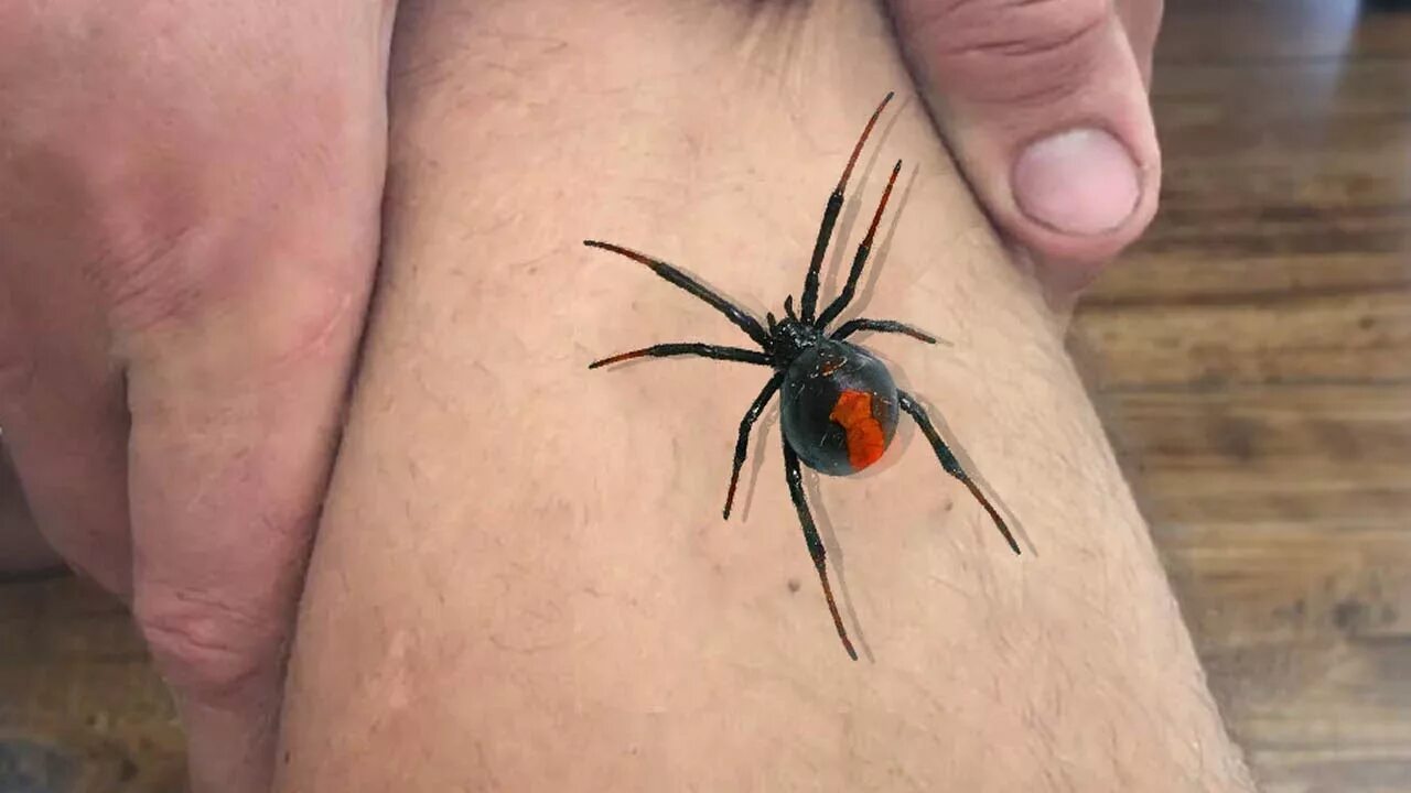 Последствия укуса паука фото SPIDER BITE THE LEG! ПАУК УКУСИЛ ЗА НОГУ! - YouTube