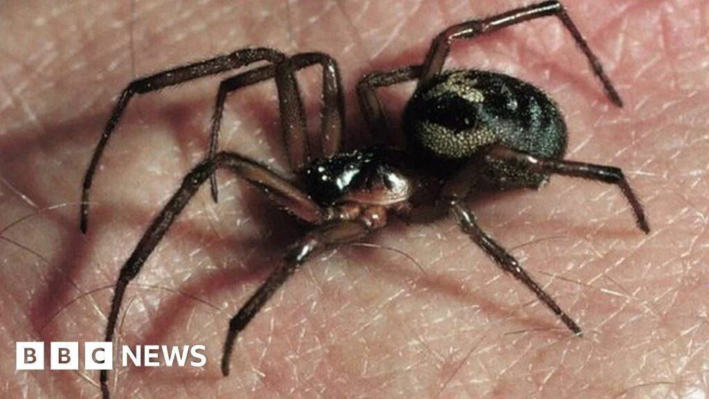 Последствия укуса паука фото False widow spider finds close four east London schools - BBC News