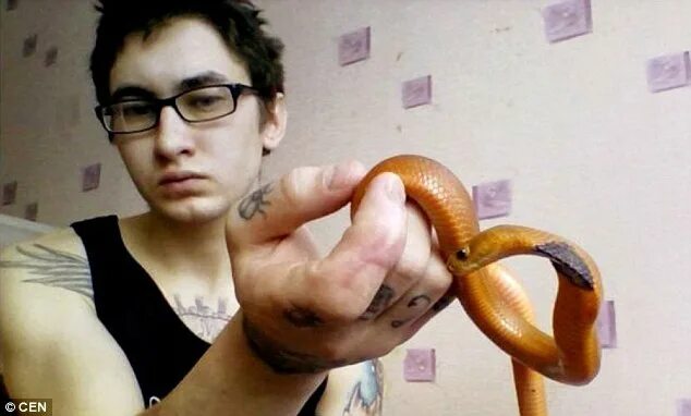 Последствия укуса змеи фото Russian is killed when his King Cobra snake bites him as he feeds it Daily Mail 