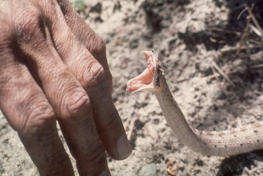 Hero scientist bitten by world's deadliest snakes over 100 times in bid to find 