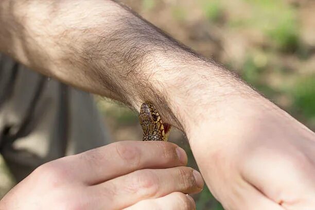 Последствия укуса змеи фото Best Biting Snake Stock Photos, Pictures & Royalty-Free Images - iStock