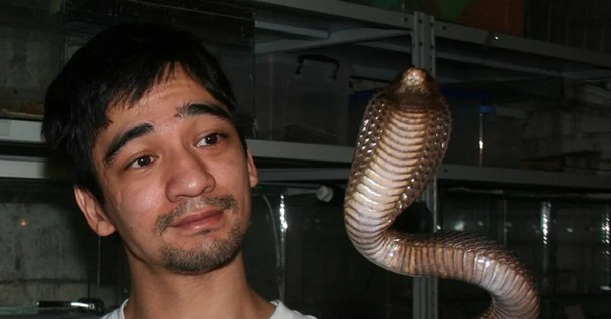 Hero scientist bitten by world's deadliest snakes over 100 times in bid to find 