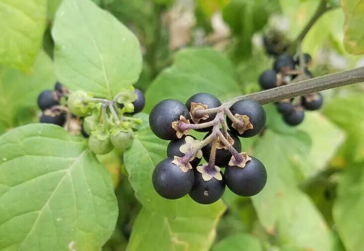 Послен ягода фото Black nightshade is not poisonous to humans: it has edible leaves and ripe berri