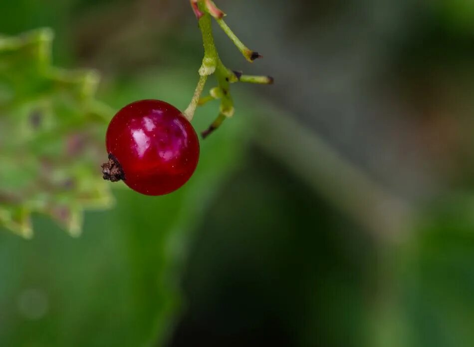 Посленок ягоды фото Lonely red currant free image download