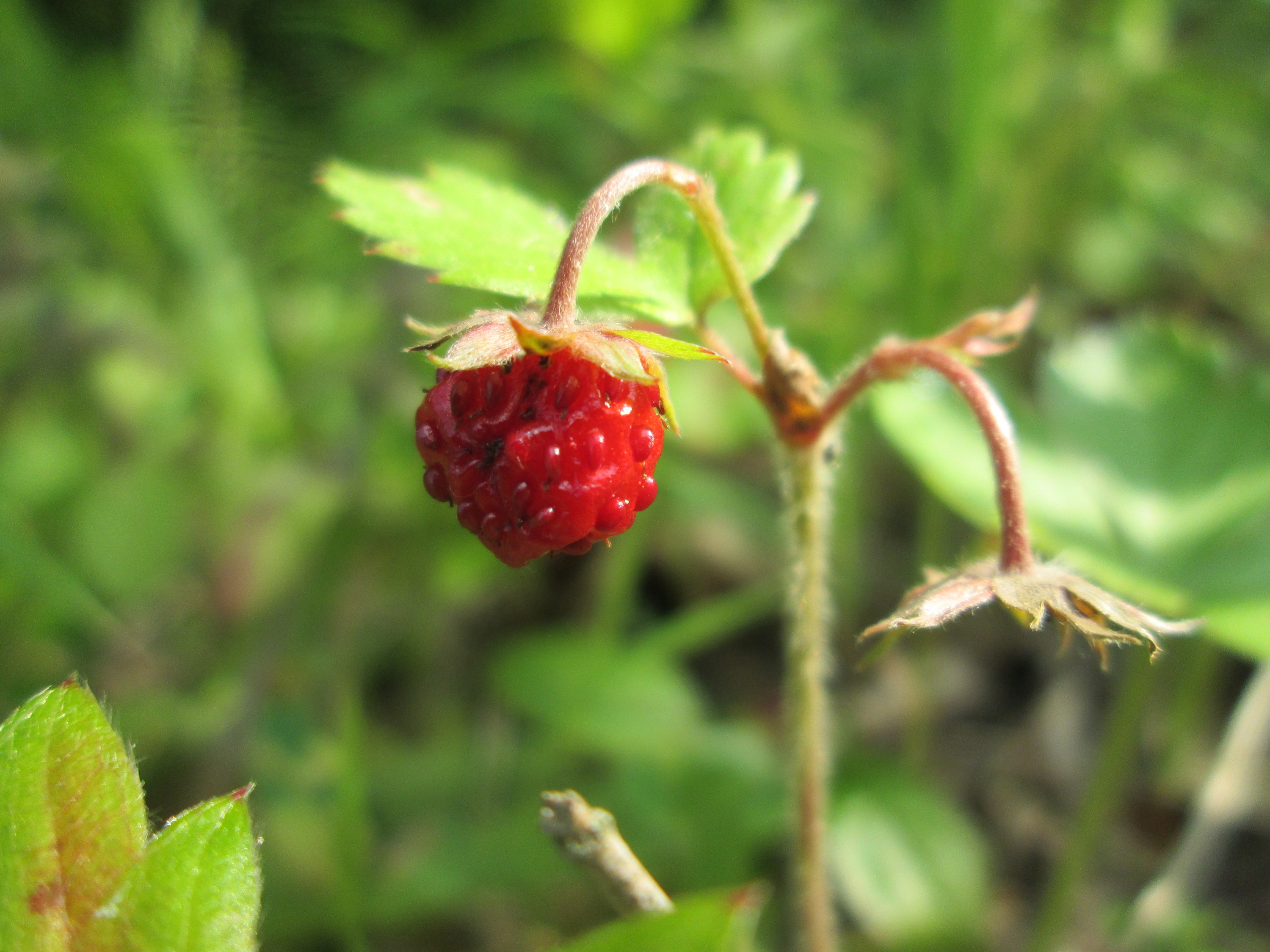 Посленок ягоды фото File:20180607Fragaria vesca3.jpg - Wikimedia Commons